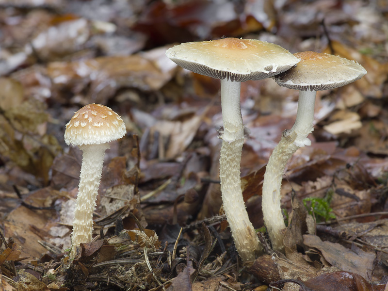 Leratiomyces squamosus